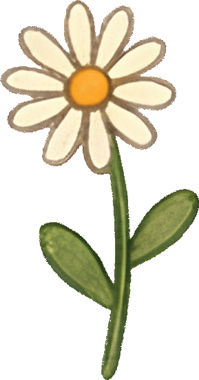 菊花 (flowerDaisy)